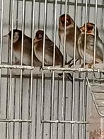 Chardonneret parva, Animaux & Accessoires, Oiseaux | Canaris