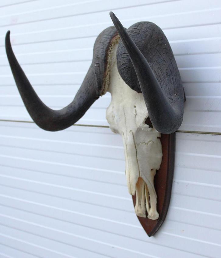 Schedel WITSTAART GNU / WILDEBEEST op schild (# A), Verzamelen, Dierenverzamelingen, Gebruikt, Schedel, Wild dier, Ophalen of Verzenden