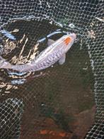 Koi, Dieren en Toebehoren, Vissen | Vijvervissen
