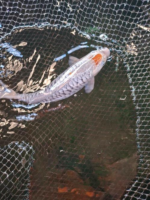 Koi, Dieren en Toebehoren, Vissen | Vijvervissen