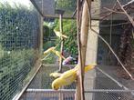 Halsband parkieten 2025 ongesext, Dieren en Toebehoren, Vogels | Parkieten en Papegaaien, Geringd