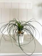 Mooi kleine olifantenpoot 25cm hoogte, Enlèvement