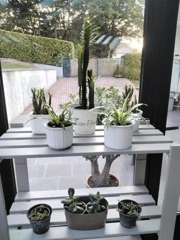 Kamerplanten/Euphorbia/Chlorophytum/Opuntia/Crassula beschikbaar voor biedingen