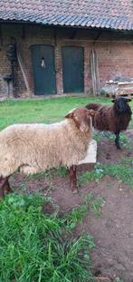 Deux béliers d'un an à vendre, Animaux & Accessoires, Moutons, Chèvres & Cochons, Mouton, Mâle, 0 à 2 ans