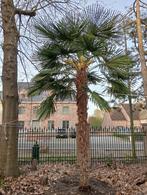 Winterharde Palmbomen te koop - Trachycarpus Fortunei, Lente, 400 cm of meer, Ophalen, Palmboom