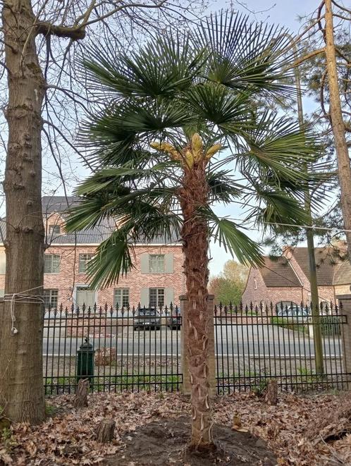 Winterharde Palmbomen te koop - Trachycarpus Fortunei, Tuin en Terras, Planten | Bomen, Palmboom, 400 cm of meer, Lente, Ophalen