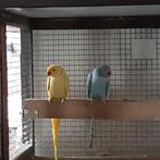 HALSBAND PARKIETEN, Meerdere dieren, Parkiet, Geringd
