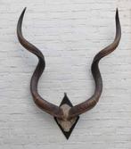 Grote oude schedel KUDU ANTILOPE op zwart houten schild (G), Ophalen, Gebruikt, Wild dier, Schedel