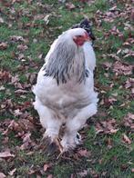 Brahma., Dieren en Toebehoren, Pluimvee