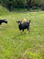 Geitenbok (black & tan)