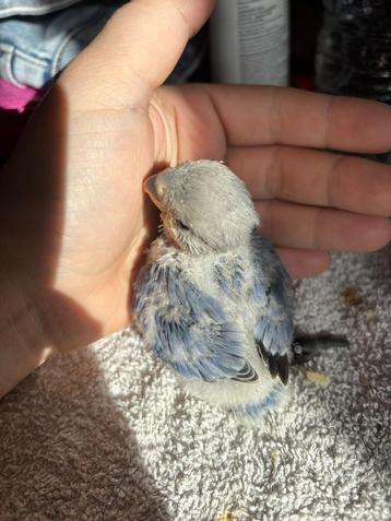 Handtamme Agapornis (donkerblauw) beschikbaar voor biedingen