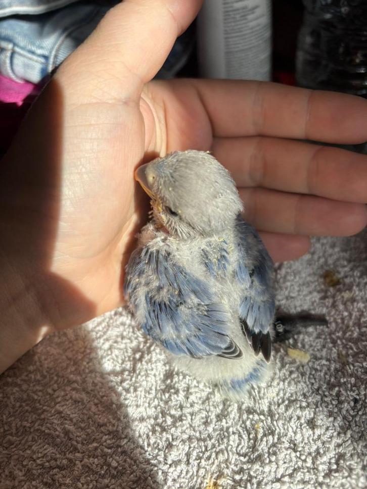 Handtamme Agapornis (donkerblauw), Dieren en Toebehoren, Vogels | Parkieten en Papegaaien, Dwergpapegaai of Agapornis, Geslacht onbekend