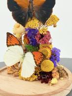 Opgezette Vlinders met Droogbloemen Stolp - Wildernis Atelie, Verzamelen