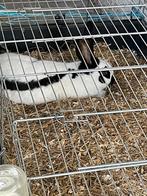 Reuzenvlinder mannetje, net geslachtsrijp, biologisch, Dieren en Toebehoren, Konijnen, Mannelijk, Groot, 0 tot 2 jaar