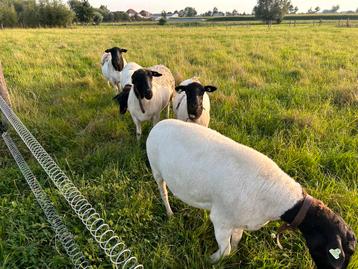 Winterbegrazing disponible aux enchères