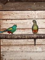 Bewezen koppel veelkleurenparkieten, Dieren en Toebehoren, Vogels | Parkieten en Papegaaien