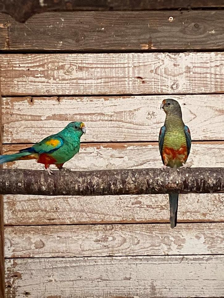 Bewezen koppel veelkleurenparkieten, Dieren en Toebehoren, Vogels | Parkieten en Papegaaien