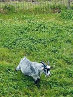 Blauwschimmel Tan bokje te huur, Dieren en Toebehoren, Schapen, Geiten en Varkens