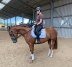 Zeer knappe nuchtere ruin, B, Ruin, 3 tot 6 jaar, 160 tot 165 cm