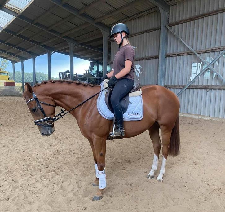 Zeer knappe nuchtere ruin, Dieren en Toebehoren, Paarden, Ruin, B, 160 tot 165 cm, 3 tot 6 jaar, Recreatiepaard, Met stamboom