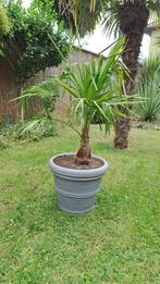 palmboom, Bloeit niet, Halfschaduw, Minder dan 100 cm, Palmboom