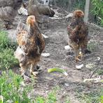Brahma Patrijshaantje, Dieren en Toebehoren, Pluimvee, Mannelijk, Kip