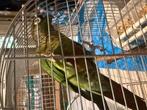 Pyrrhura, Dieren en Toebehoren, Vogels | Parkieten en Papegaaien, Geslacht onbekend, Papegaai, Tam