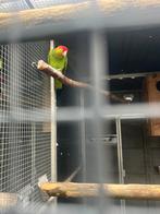 Koppel amazone papegaaien, Dieren en Toebehoren, Vogels | Parkieten en Papegaaien, Geringd