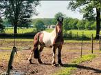 Tinker x fries, Gechipt, Minder dan 160 cm, Ruin, Zadelmak