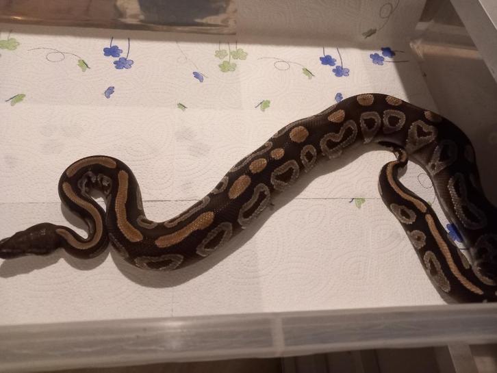 Ball pythons, Dieren en Toebehoren, Reptielen en Amfibieën, Slang, 3 tot 6 jaar, Tam