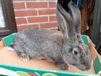 konijn vlaamse reus, Dieren en Toebehoren, Vrouwelijk, Groot