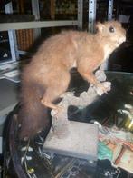 OPGEZETTE EEKHOORN, Verzamelen, Dierenverzamelingen, Ophalen