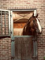 Knappe ruin te koop!, Dieren en Toebehoren, Paarden, Springpaard, Gechipt, Ruin, Niet van toepassing