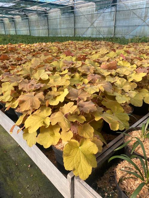 Heuchera micrantha 'Palace Purple', Vaste Plant of caramel, Jardin & Terrasse, Plantes | Jardin, Plante fixe, Mi-ombre, Enlèvement ou Envoi