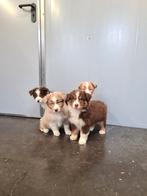 chiots bergers australiens, Plusieurs, Hépatite contagieuse (maladie de Rubarth), Belgique, Berger