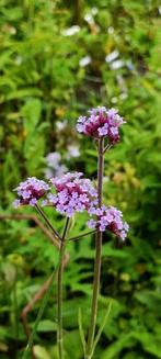 Zaailingen vebena bonariensis,bijenvlinderplant, 10 voor5eur, Volle zon, Vaste plant, Zomer, Ophalen