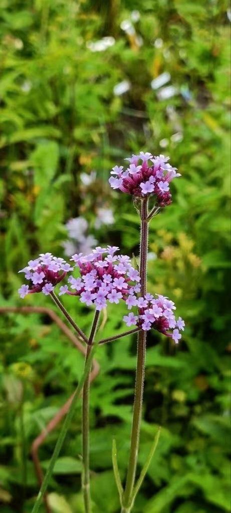 Zaailingen vebena bonariensis,bijenvlinderplant, 10 voor5eur, Tuin en Terras, Planten | Tuinplanten, Vaste plant, Overige soorten