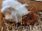 Mooie borstelcavia vrouwtje, Dieren en Toebehoren, Cavia, Juni, Vrouwelijk, Tam