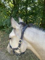 Buckskin, Dieren en Toebehoren, Paarden, Minder dan 160 cm, 0 tot 2 jaar, Hengst, Westernpaard