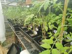 Tomaten te koop (55 variëteiten), Annuelle, Plein soleil, Enlèvement, Plantes potagères