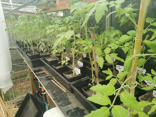 Tomaten te koop (55 variëteiten), Jardin & Terrasse, Plantes | Jardin, Annuelle, Plantes potagères, Plein soleil, Été, Enlèvement