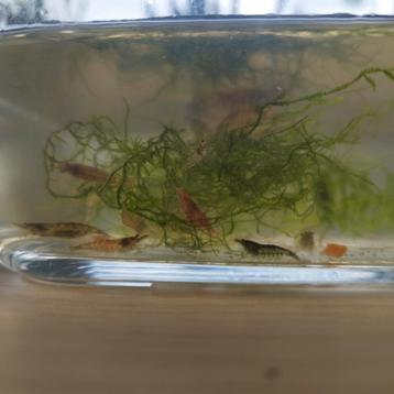 Garnalen neocaridina mix (30+) beschikbaar voor biedingen