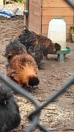 Zijdehoenders hanen, Dieren en Toebehoren, Pluimvee