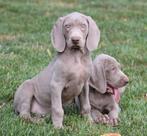 Weimaraner pups, Dieren en Toebehoren, België, Overige rassen, CDV (hondenziekte), 8 tot 15 weken
