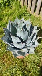 Agave Parassana, Tuin en Terras, Ophalen of Verzenden, Bloeit niet