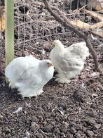 Cochin kriel hennen wit, Dieren en Toebehoren, Pluimvee, Vrouwelijk