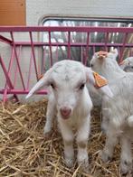 Chèvres, Animaux & Accessoires, Moutons, Chèvres & Cochons, Plusieurs animaux, Chèvre, 0 à 2 ans