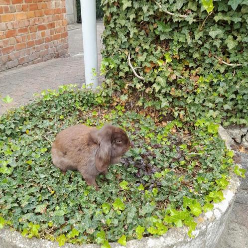Nederlandse hangoordwerg, Dieren en Toebehoren, Konijnen, Vrouwelijk, 0 tot 2 jaar, Hangoor
