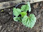 Rabarberplant - vaste tuinplant, Ophalen of Verzenden, Bloeit niet, Vaste plant, Fruitplanten