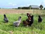 Jonge tamme Araucana kippen hennen gesekst en ingeënt, Dieren en Toebehoren, Pluimvee, Vrouwelijk, Kip